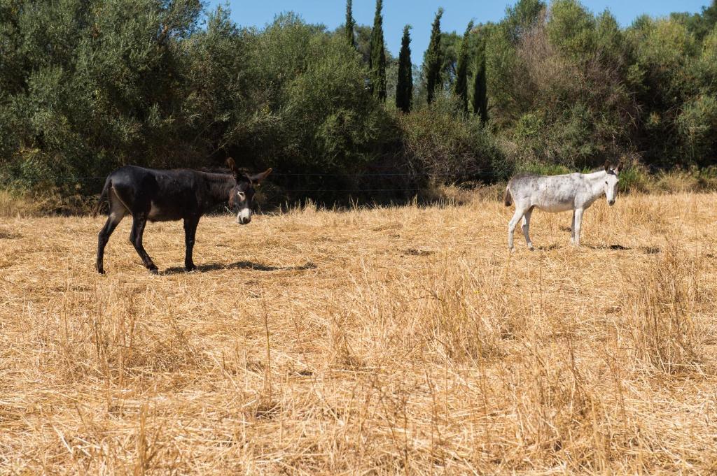 Agroturismo Can Feliu Porreres Kültér fotó
