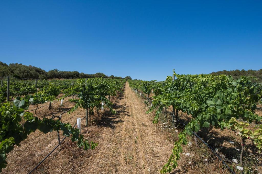 Agroturismo Can Feliu Porreres Kültér fotó