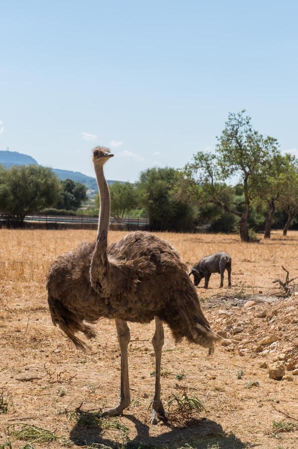 Agroturismo Can Feliu Porreres Kültér fotó
