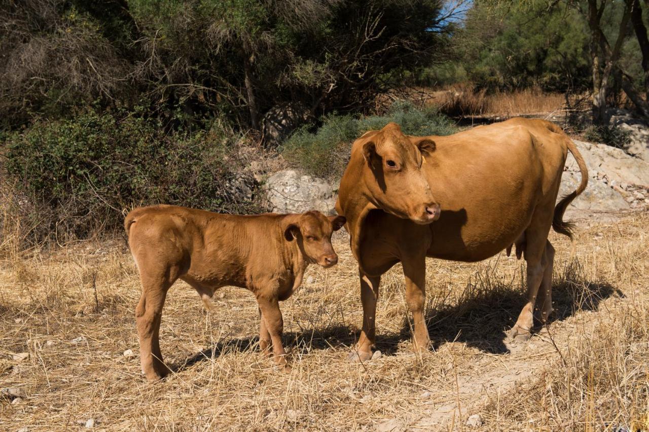Agroturismo Can Feliu Porreres Kültér fotó